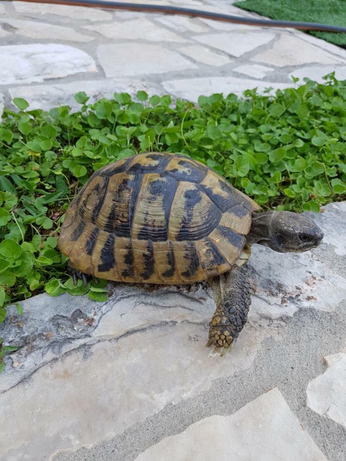 Villa "M Family" Kotor Buitenkant foto